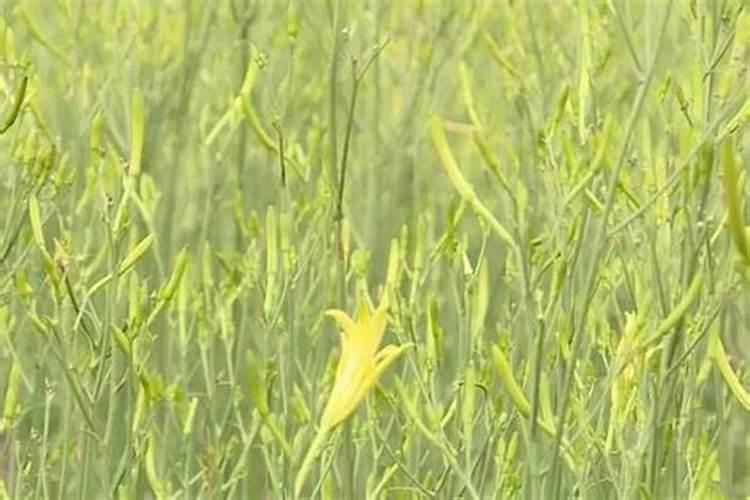 黄花菜开花期想要施肥,应该怎么施肥呢？