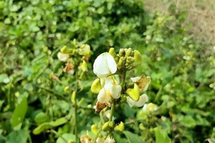 黄豆开花期能喷叶面肥么