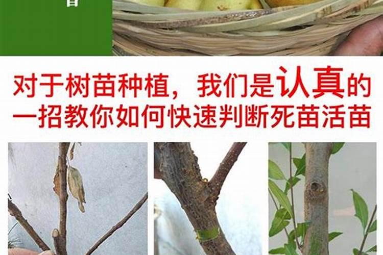 当年移栽的枣树,到底应该使用哪些肥料？