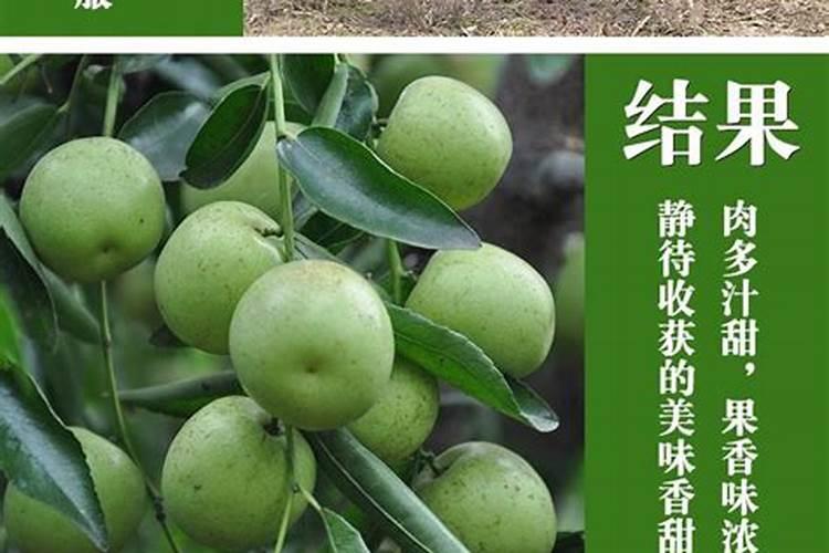 刚栽种的枣树要注意那些事项 刚栽种的枣树要注意什么