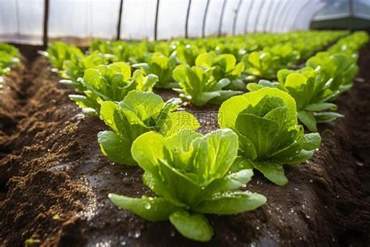 磷酸二氢钾叶面肥喷施的用量