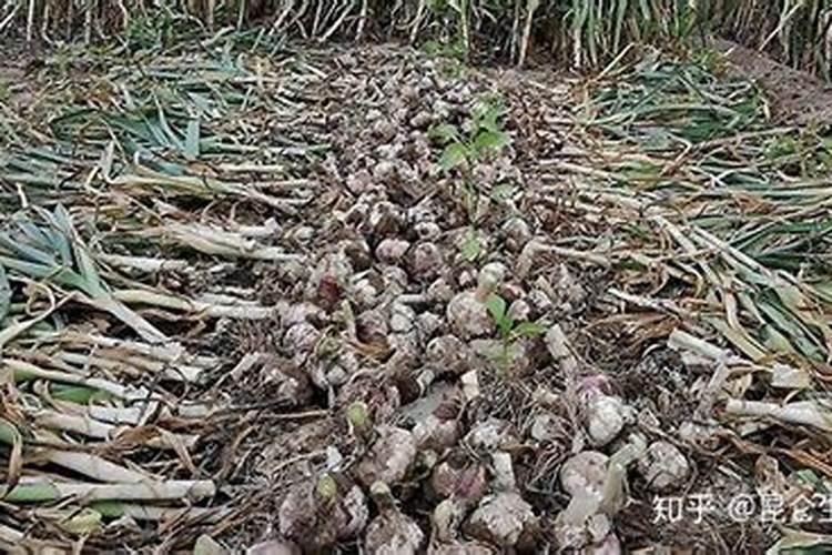 大蒜什么时候施肥最好 大蒜的施肥时间