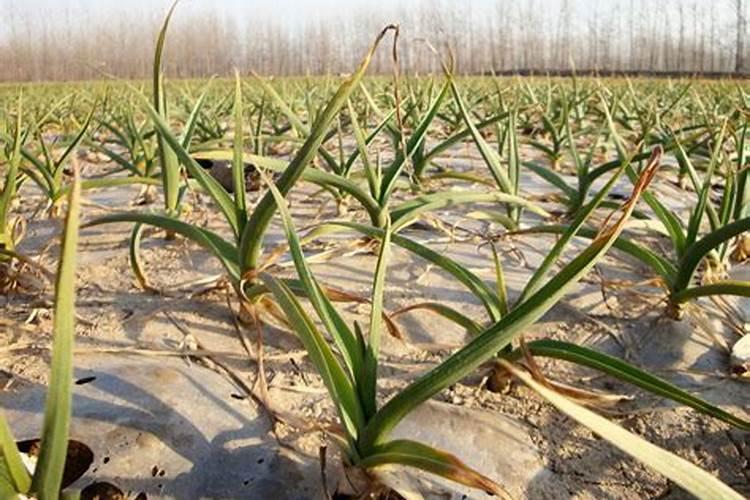 种大蒜用什么肥料高产