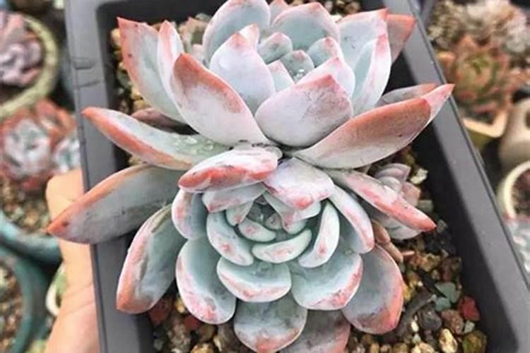 多肉施肥用什么肥料 多肉施肥方法