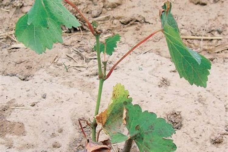 扦插的葡萄发芽了,接下来如何管理？