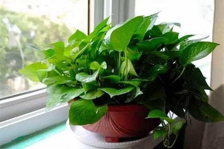 怎么辨别芸苔素内脂 真伪 优劣？ 谢谢