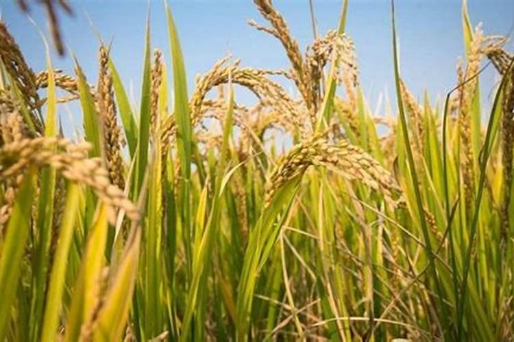 高温天水稻秧苗施多效唑己产生药害请问怎么解除？