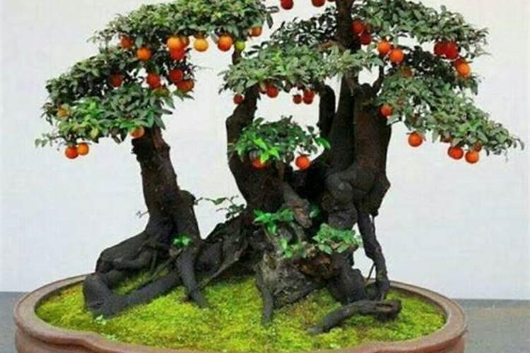 金弹子花期坐不住果用什么保花保果？