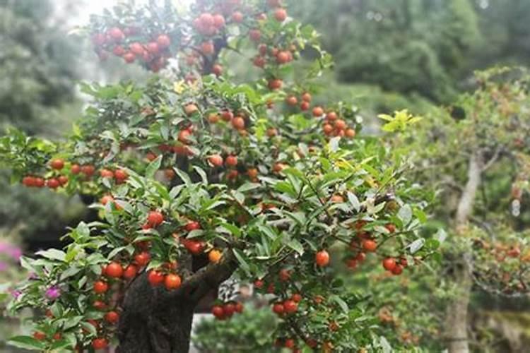 金弹子保花保果全攻略:让您金弹子花果满枝