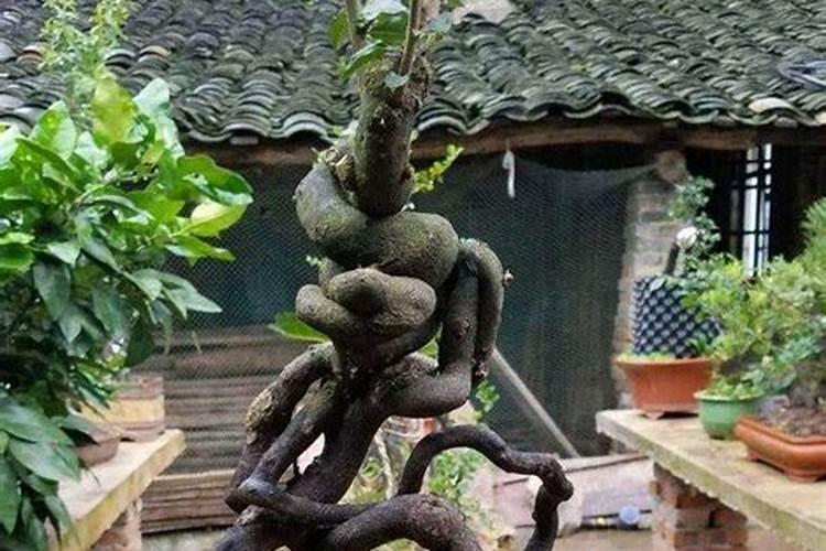 金弹子保花保果全攻略:让您金弹子花果满枝