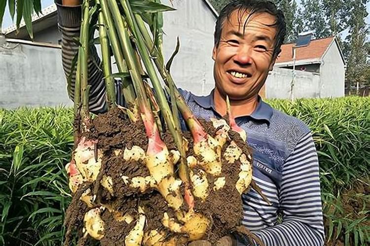 生姜第一次追肥追什么肥好