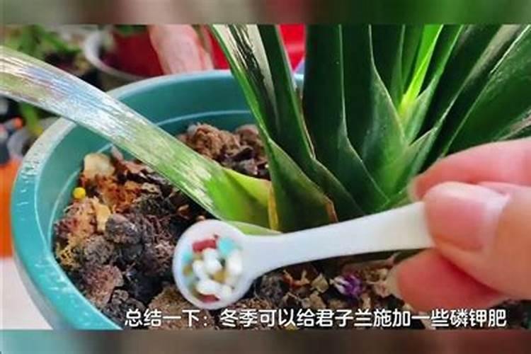 几月给君子兰施磷酸二氢钾
