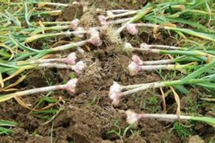 大蒜冬季栽培施足基肥