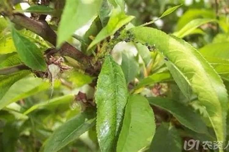 春季气温回升,桃树应该如何进行田间管理？