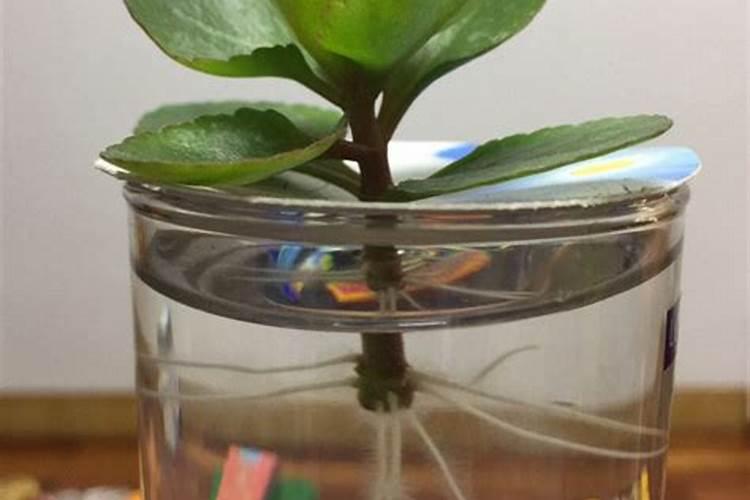 喷施叶面肥后,多长时间可以浇水？