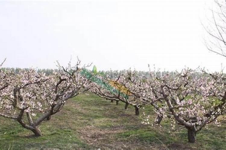 桃树用什么肥料最好