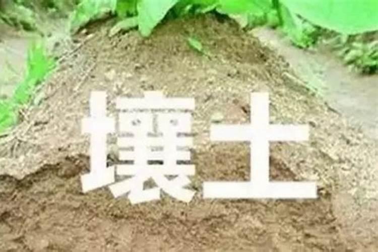 肉多要施什么肥料才能长大？