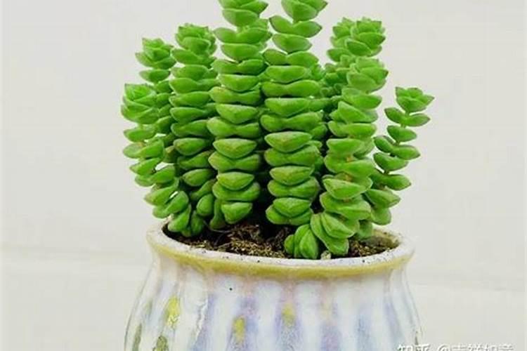 给钱串子可以施什么肥