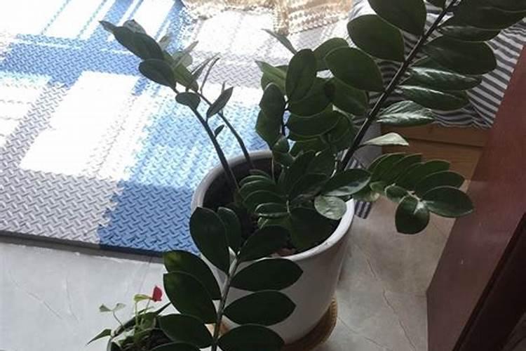 钱串子花施什么肥