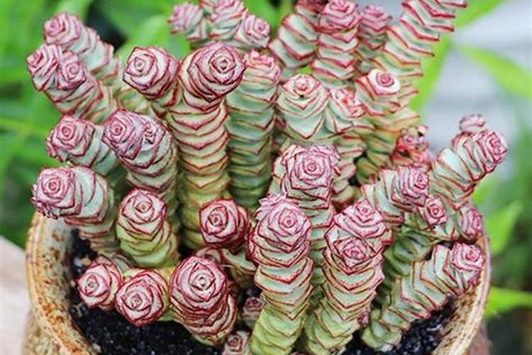 如何养钱串子花