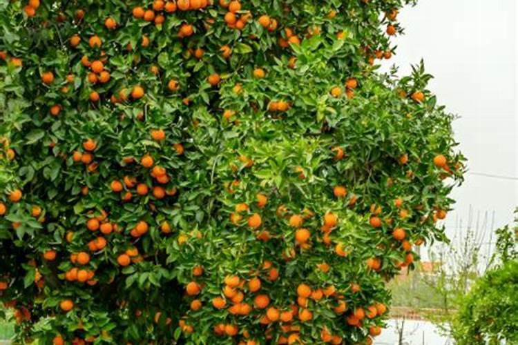 盆栽橘子用什么肥 盆栽橘子用的肥料是什么