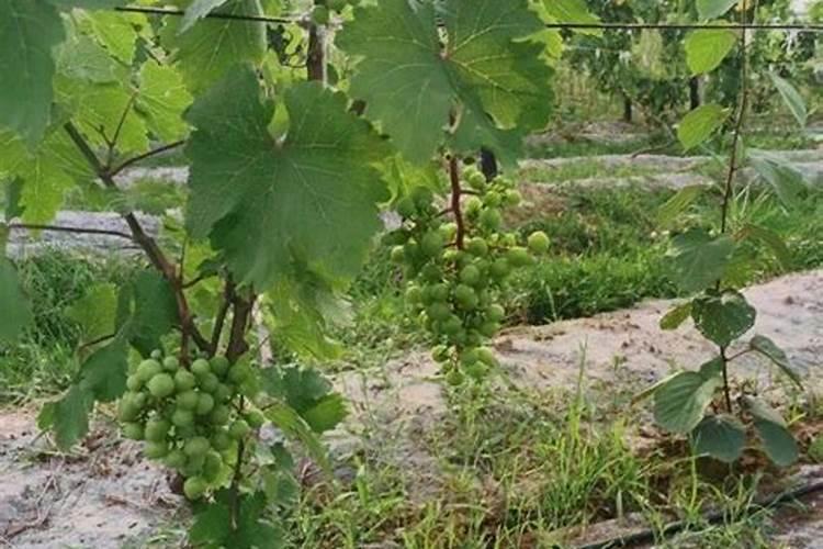 黄腐酸钾的使用方法