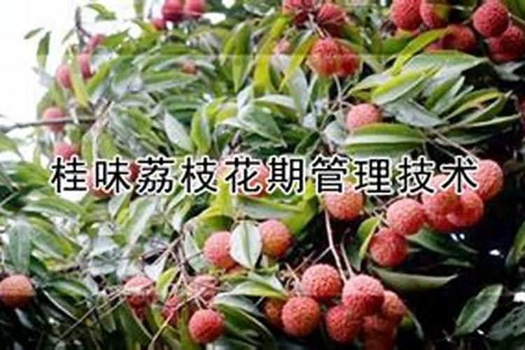 水稻分蘖期喷什么叶面肥好