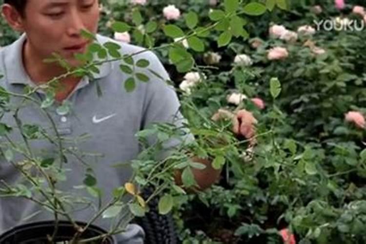 月季用糖醇镁肥好吗