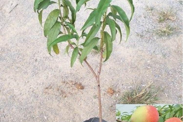 桃子为了增加甜度,施什么肥？