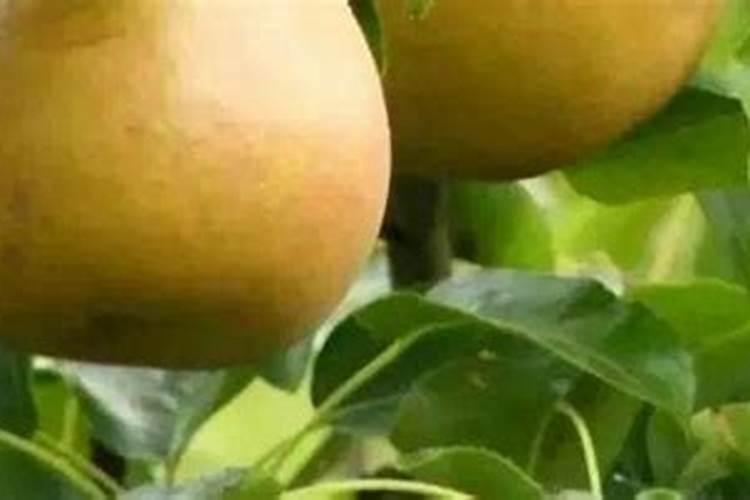 皇冠梨树秋施什么含量的化肥