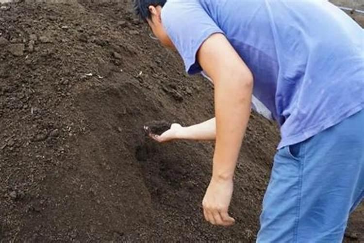 养殖动物病毒病用什么中药好