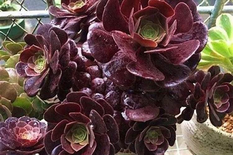 多肉黑法师怎么施肥,4个步骤教你施出美丽的黑法师