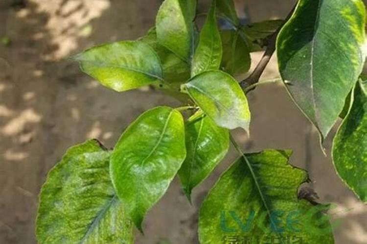 花草一般多久施肥一次 花草施肥方法