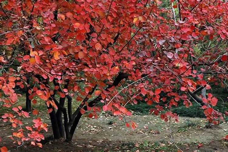 黄栌苗期如何管理？