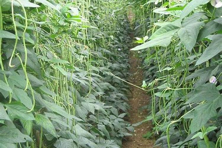 红薯喷什么叶面肥结果多？红薯保花保果专用增产叶面肥料？