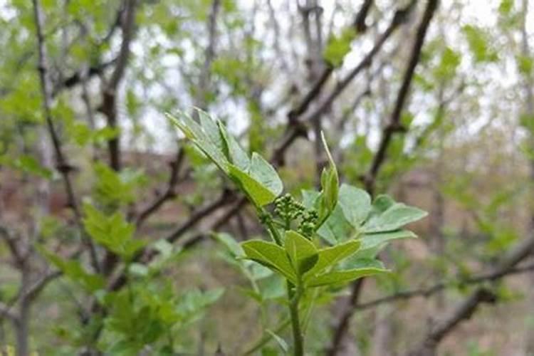 花椒树施什么肥