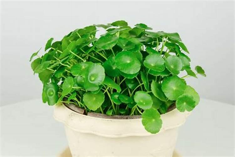 铜钱草可以用氮肥吗 园艺师教你如何正确栽培