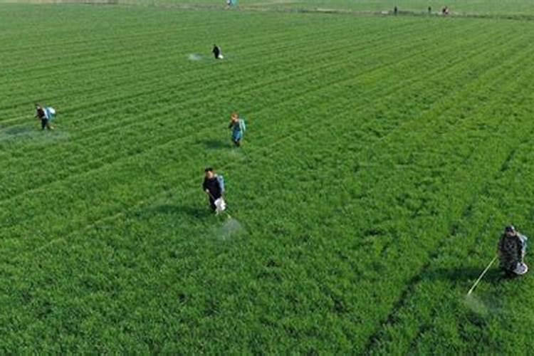 在给小麦施肥时,都有哪些误区要避开呢？