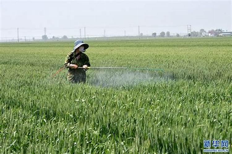 玉米硼肥啥时施最佳