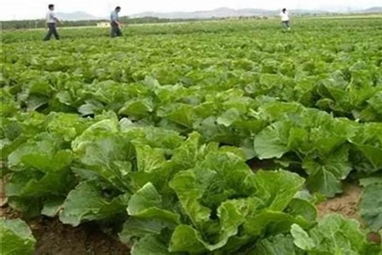 大白菜用什么叶面肥好