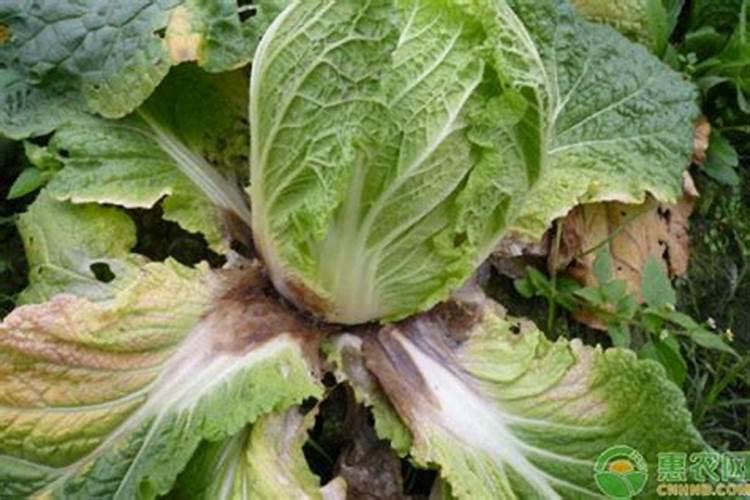 如何进行大白菜的叶面施肥？