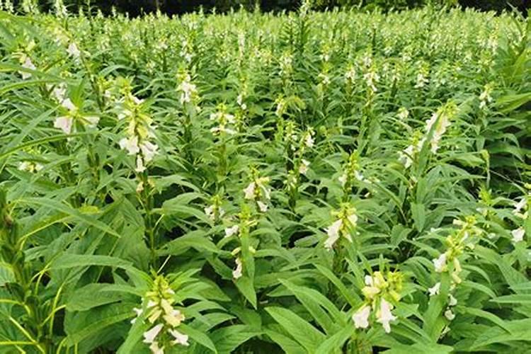 种芝麻用什么肥料 磷肥20～25千克