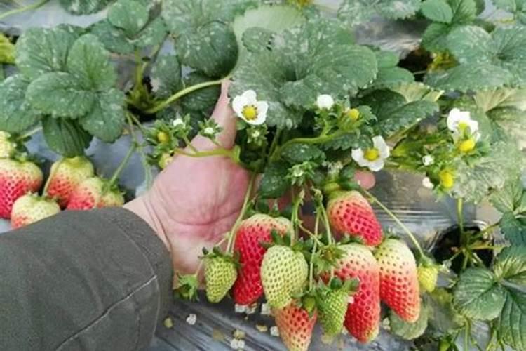 草莓苗种植多久能施肥 草莓苗什么时候施肥