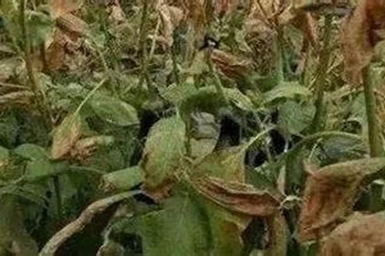 西红柿膨果肥用什么肥最好