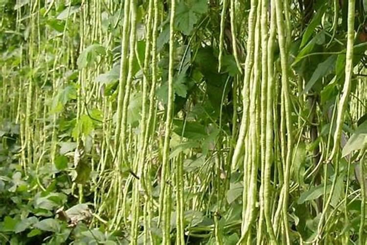 豇豆的高产施肥方法