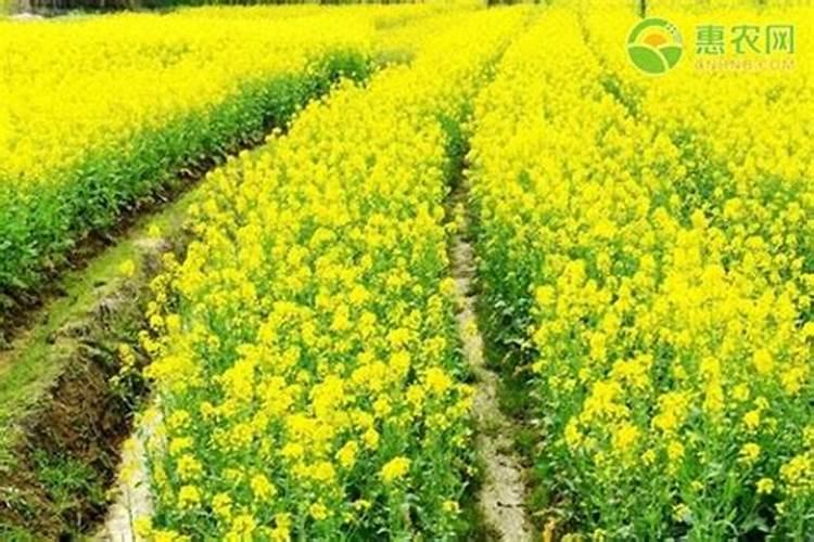 蔬菜叶面肥木醋液推荐厂家