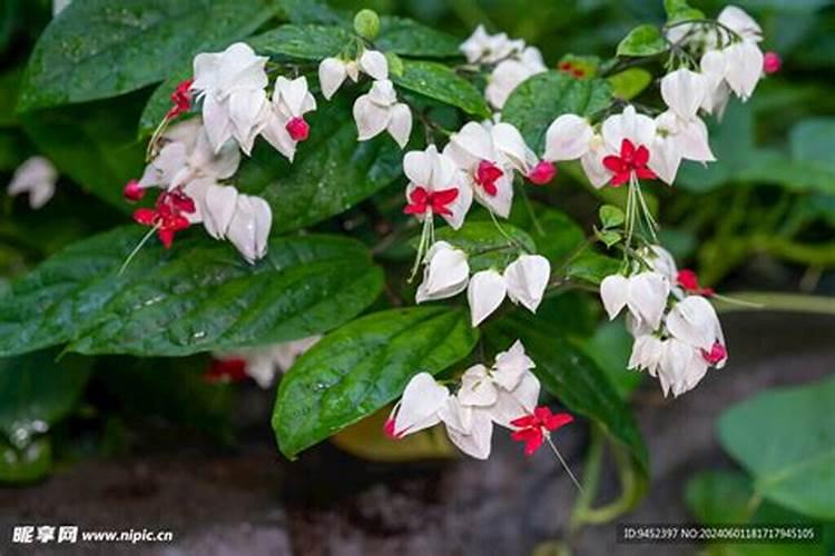 龙吐珠怎么养开花多