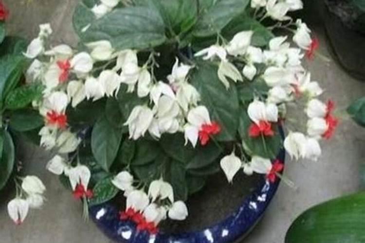 龙吐珠花怎么养