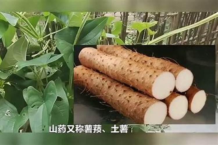 山药中后期管理技术 山药养殖技巧总结