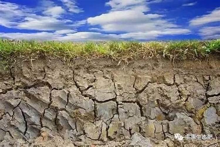 无花果幼树冬季施肥方法无花果幼树冬季如何施肥